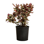 Alantira Pakistani  14 cms pots - 20 cms  height