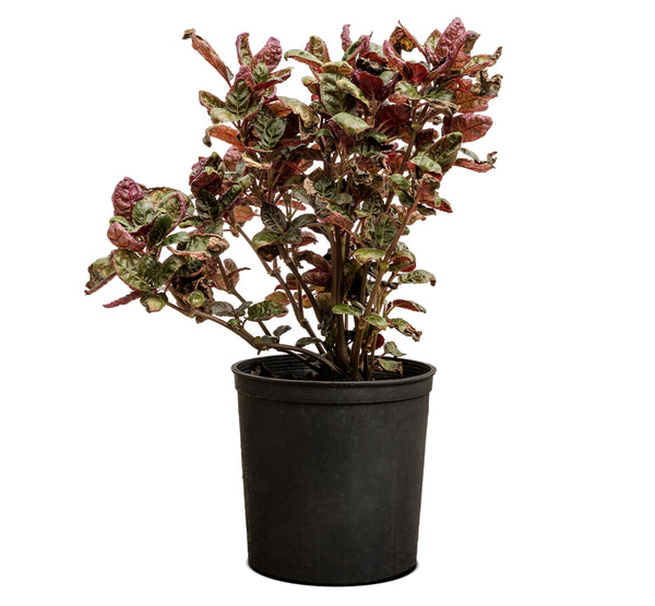 Alantira Pakistani  14 cms pots - 20 cms  height