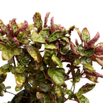 Alantira Pakistani  14 cms pots - 20 cms  height