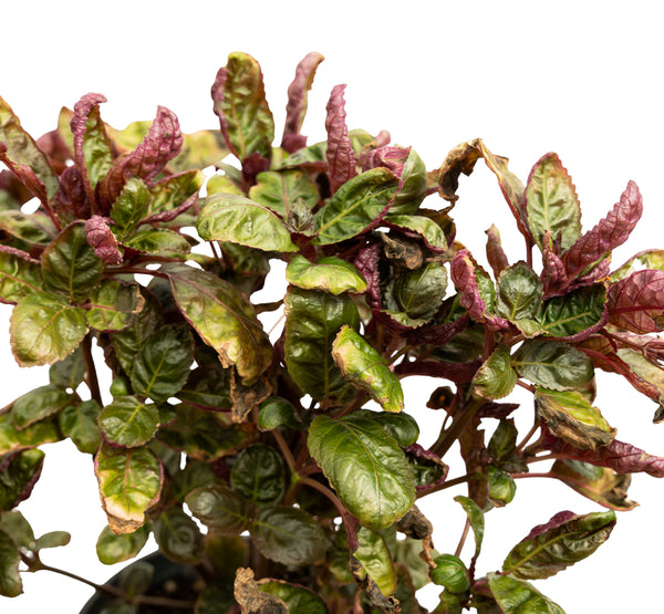 Alantira Pakistani  14 cms pots - 20 cms  height