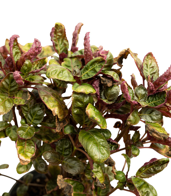 Alantira Pakistani  14 cms pots - 20 cms  height