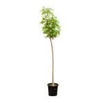 Albizia lebbeck  14 cms pots - 120 cms height
