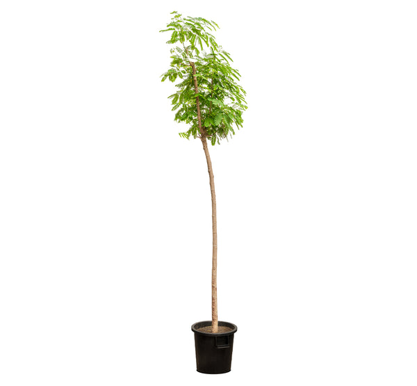 Albizia lebbeck  14 cms pots - 120 cms height