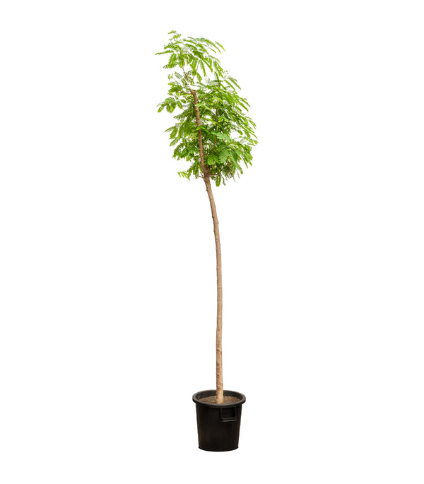 Albizia lebbeck 14 cms pots