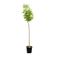 Albizia lebbeck 14 cms pots