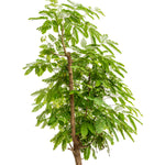 Albizia lebbeck  14 cms pots - 120 cms height