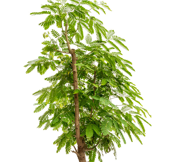 Albizia lebbeck  14 cms pots - 120 cms height