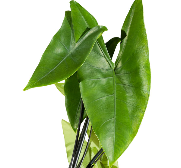 Alocasia Polly-IM-Shrub 2 cms pots -25 cms height