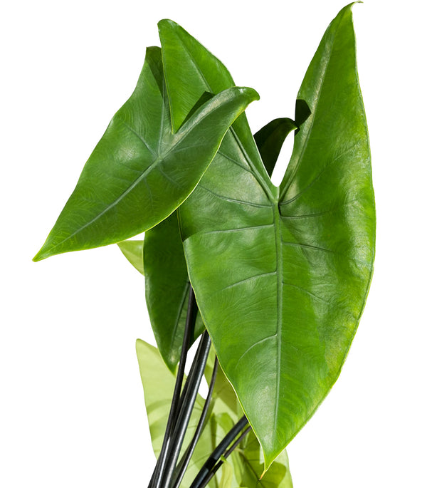 Alocasia Polly 2 cms pots -25 cms height