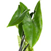 Alocasia Polly 2 cms pots -25 cms height