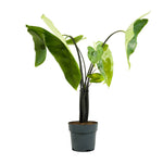 Alocasia Polly-IM-Shrub 2 cms pots -25 cms height