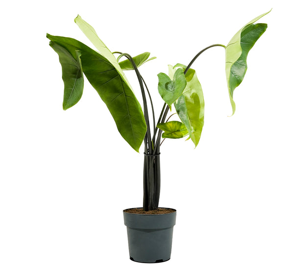 Alocasia Polly-IM-Shrub 2 cms pots -25 cms height