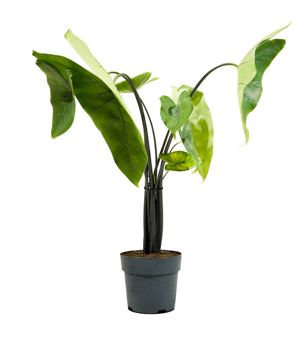 Alocasia Polly 2 cms pots -25 cms height