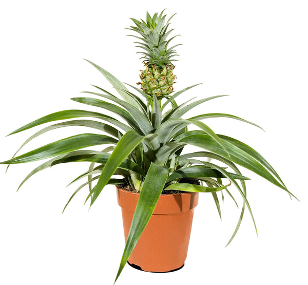 Ananas mi amigo 12cm pots