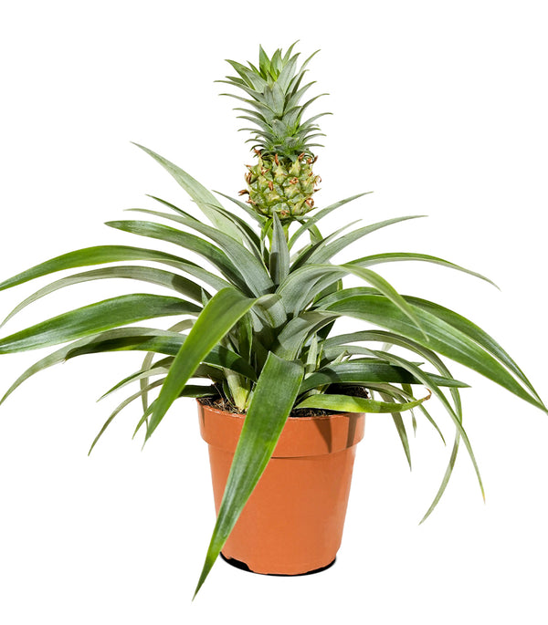 Ananas mi amigo 12cm pots