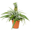 Ananas mi amigo 12cm pots