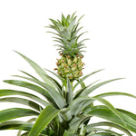 Ananas mi amigo 12cm pots