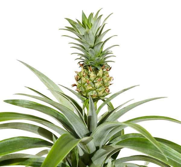 Ananas mi amigo 12cm pots