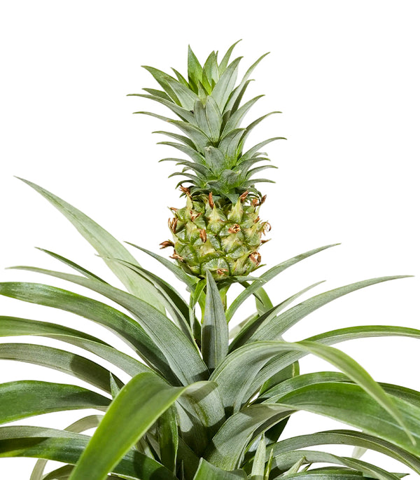 Ananas mi amigo 12cm pots