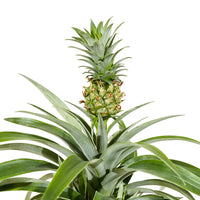 Ananas mi amigo 12cm pots