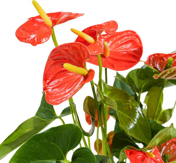 Anthurium  mixed 4 colours mixed -  17 cm pots