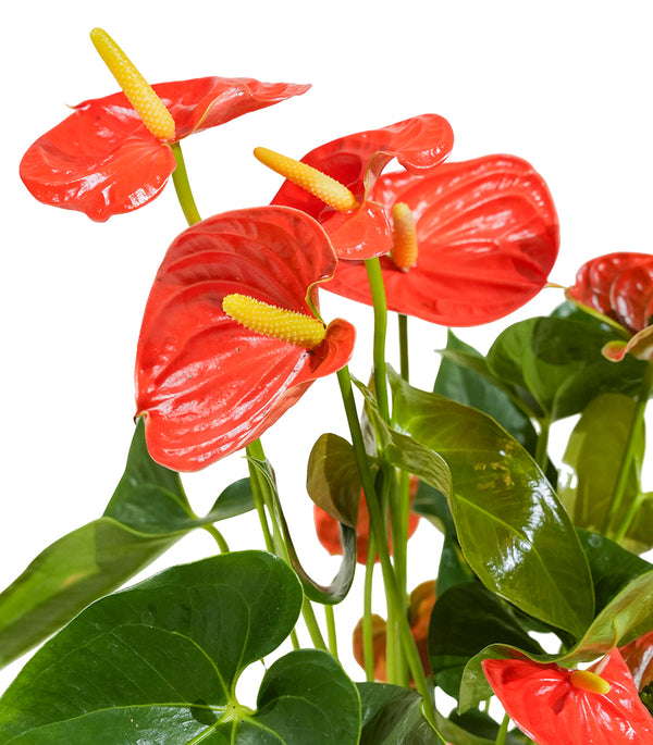 Anthurium  mixed 4 colours mixed -  17 cm pots