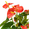 Anthurium  mixed 4 colours mixed -  17 cm pots