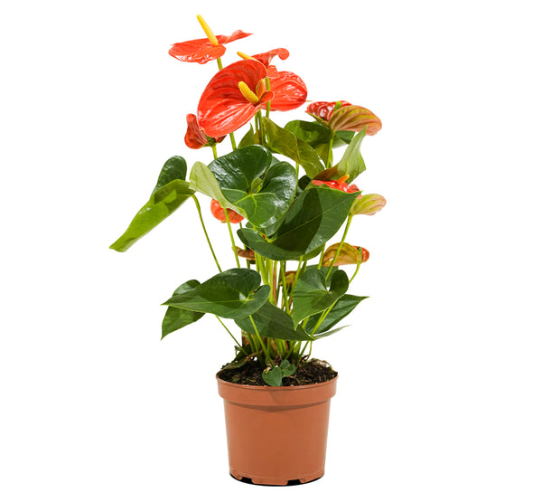 Anthurium  mixed 4 colours mixed -  17 cm pots