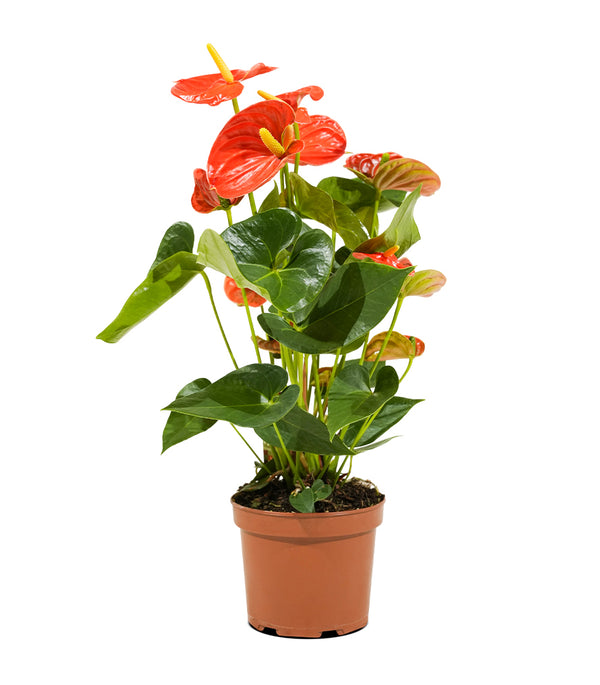 Anthurium  mixed 4 colours mixed -  17 cm pots