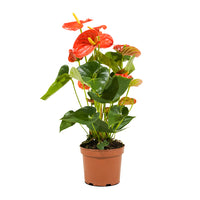 Anthurium  mixed 4 colours mixed -  17 cm pots