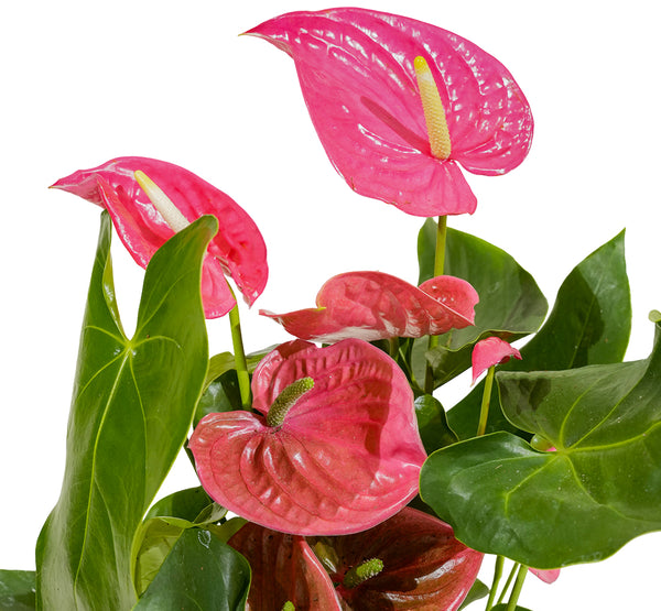 Anthurium pink  12 cms pots - 30 cms height