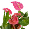 Anthurium pink  12 cms pots - 30 cms height