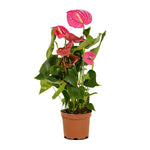 Anthurium pink  12 cms pots - 30 cms height