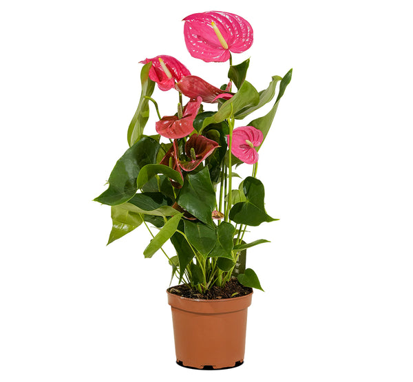 Anthurium pink  12 cms pots - 30 cms height
