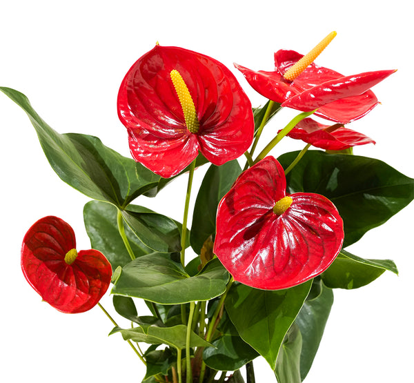 Anthurium Jumbo Red 14 cms pots - 50 cms height