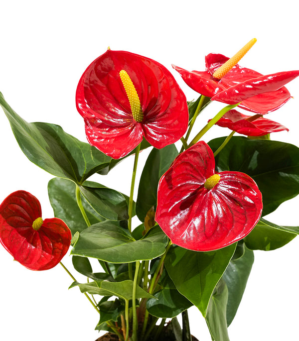 Anthurium Jumbo Red 14 cms pots - 50 cms height