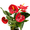 Anthurium Jumbo Red 14 cms pots - 50 cms height