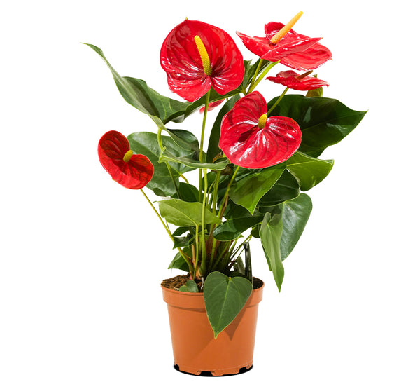 Anthurium Jumbo Red 14 cms pots - 50 cms height