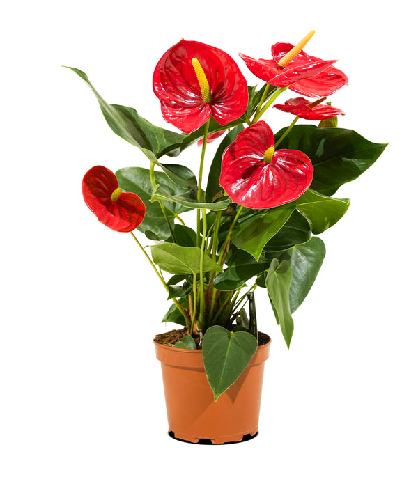 Anthurium Jumbo Red 14 cms pots - 50 cms height