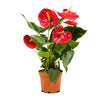 Anthurium Jumbo Red 14 cms pots - 50 cms height