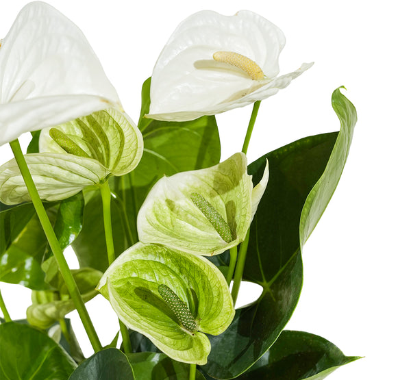 Anthurium sweetdream White 12 cms pots - 36 cms height