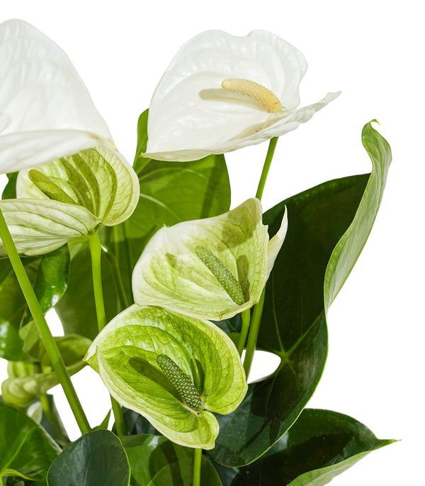 Anthurium sweetdream White 12 cms pots - 36 cms height