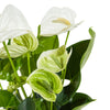 Anthurium sweetdream White 12 cms pots - 36 cms height