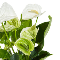 Anthuriums