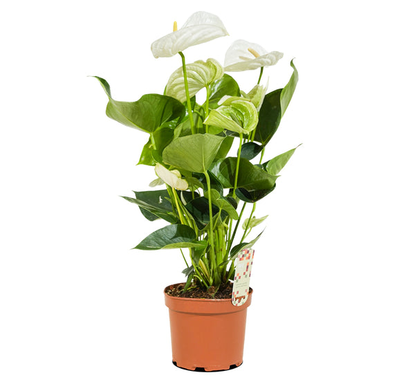 Anthurium sweetdream White 12 cms pots - 36 cms height