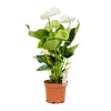 Anthurium sweetdream White 12 cms pots - 36 cms height