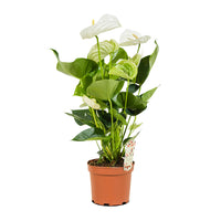 Anthuriums