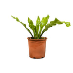 Asplenium nidus  18 cms pots - 30 cms height