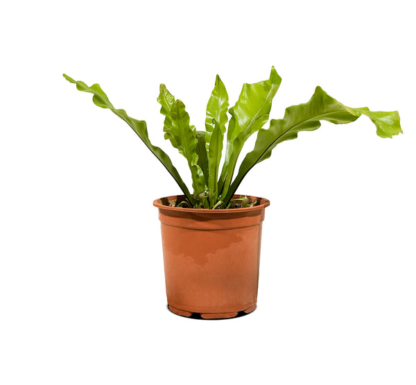 Asplenium nidus  18 cms pots - 30 cms height
