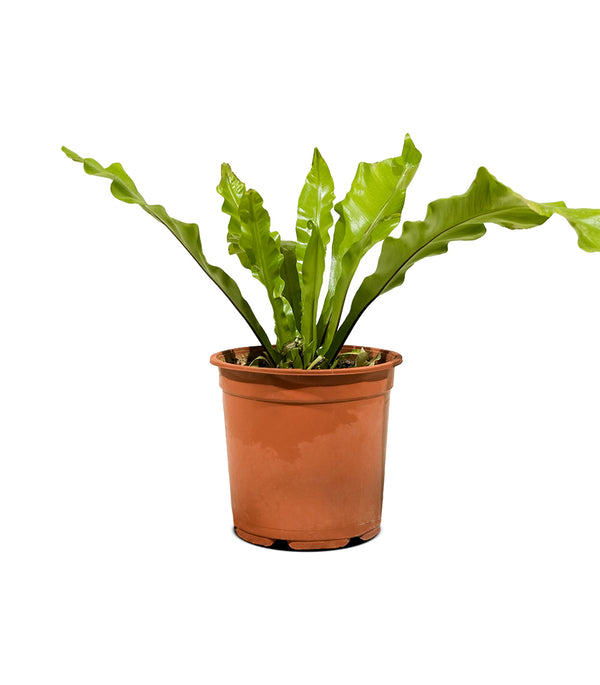 Asplenium nidus  18 cms pots - 30 cms height
